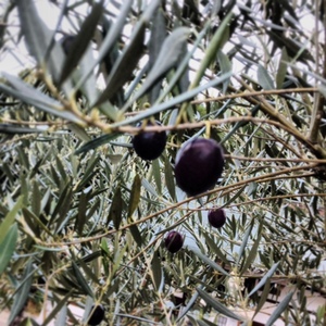 olive01.JPG