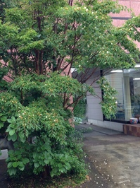 6月18日.JPG