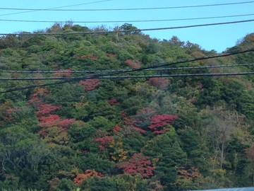 香貫山の紅葉.JPG